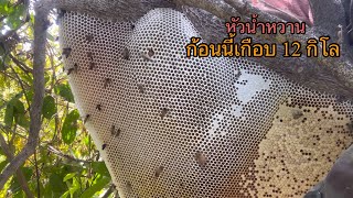 รังแรกของปี พ.ศ. 2567 หัวน้ำเกือบ 12 กิโล หมานต้นปี | พรานหมึก คนตีผึ้ง