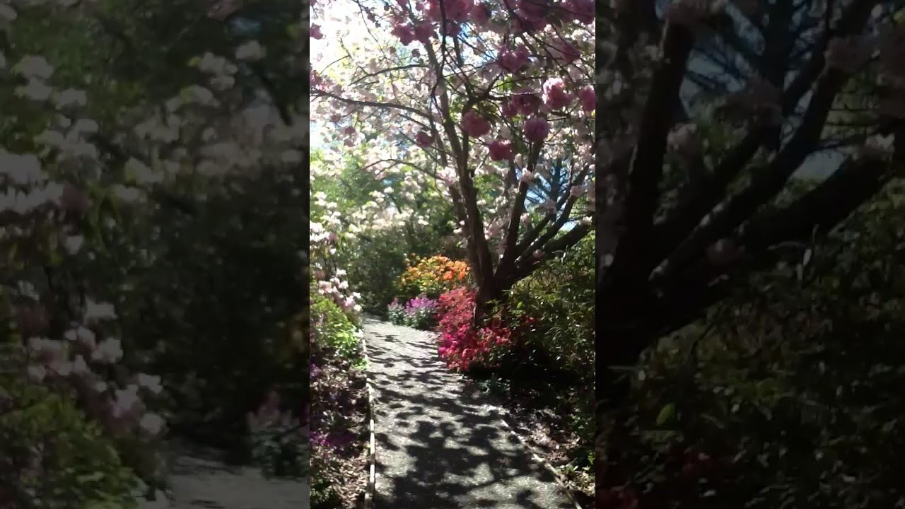 Spring Youtube