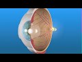 how the eye works and the retina