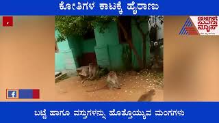 Chamarajanagar: ಕೋತಿಗಳ ಹಾವಳಿಗೆ ಹೈರಾಣಾದ ಜನರು । Suvarna News