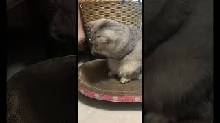 smoke weed cat ，抽烟猫