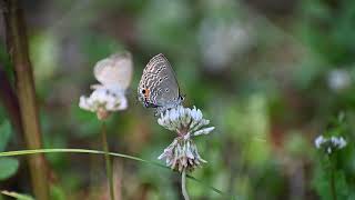 シロツメクサの花の蜜を吸うクロマダラソテツシジミ