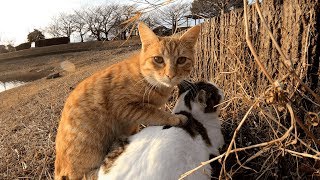 夕方の公園で元気に遊びまわる野良猫達