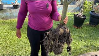 ESTACA GIGANTE DE ROSA DO DESERTO – VOCÊ NÃO VAI ACREDITAR NO RESULTADO! 😱🌵