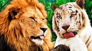 Wild Animal Sounds! | Learn Wild Animal Sounds | Kids Learning Videos