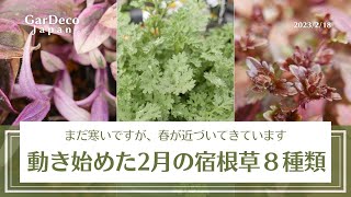 動き始めた…！２月の宿根草８種類