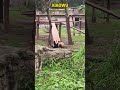 小五又来费妈，差点被妈妈压扁，结果还被揍了一顿 #panda #pandafushun #adorablepanda #cute #cutepanda #pandalife #animals