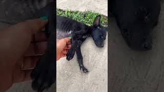 Khide te ghumiye poreche🥺🥺 #youtubeshorts #dog #viral #doglover #ytshorts