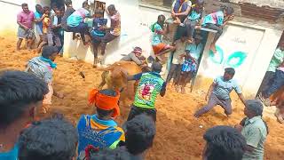 kondayapalli கொம்பன் குருப் 3-வது மாடு செவலை மாடு...jallikattu 2025...