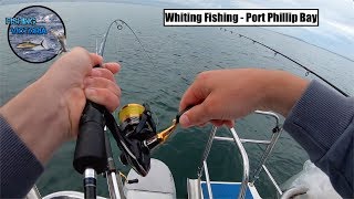 Whiting Fishing - Port Phillip Bay