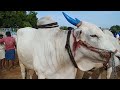 the biggest adoni bull s market ఆదోని శుక్రవారం ఎద్దుల సంత లో ధరలు 1 7 2022