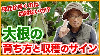 家庭菜園や農園の大根栽培で10月管理の秘訣！大根収穫の見極め方と大根の育て方！【農家直伝】