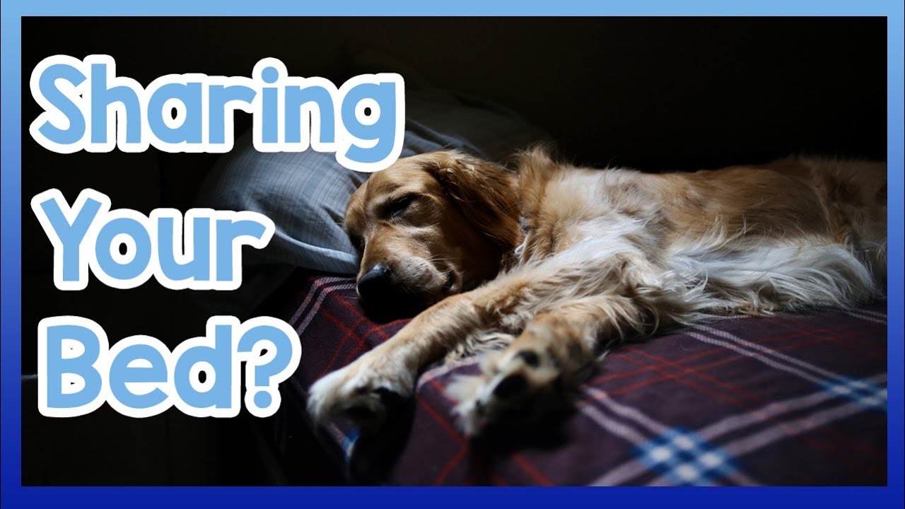 Should You Let Your Dog Sleep With You? Pro's And Con's Of Sleeping In ...