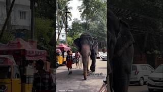 കൊമ്പന്മാരിലെ വമ്പൻ വരുന്നത് കണ്ടോ 😳👀🐘മനിശേരി രാജേന്ദ്രൻ🐘Manishery Rajendran | HARISH G