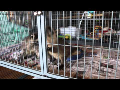 Raccoon babies learn to eat Raccoon babies learn to eat