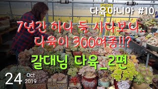 다육7년차, 하나둘 사다보니 다육이 종류가 300여종, 갈대님 다육 2편