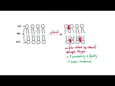 How do phospholipids affect the permeability of the membrane?
