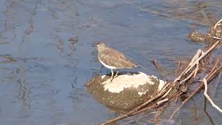 【利根運河の野鳥】クサシギ Green Sandpiper（H26.1.7）