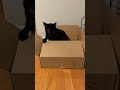 Most inexpensive cat toy ever! 🐈‍⬛🫶😂