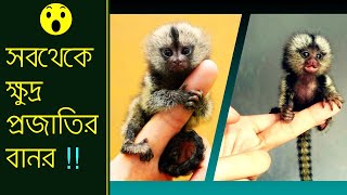 একটি আঙুলের সমান ক্ষুদ্র বানর 😲 #shorts