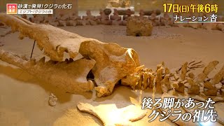 『世界遺産』3/17(日) クジラの谷 〜 4000万年前は海！砂漠にクジラの化石【TBS】