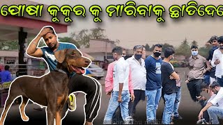 ମରିବାକୁ ଛାଡ଼ିଦେଲେ ପୋଷା କୁକୁର କୁ ରାସ୍ତାରେ || Doberman Dog || Pet Lovers || Animal lover || Mini Zoo |
