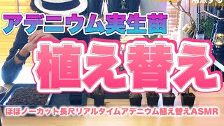 【再生押してさぁご一緒に‼︎】アデニウム実生苗の植え替えをやっていきましょう‼︎ 余裕ある大人のための長尺リアルタイム植え替えじゃぁぁっ‼︎‼︎‼︎