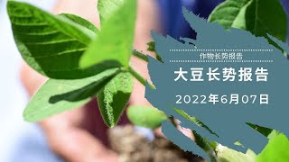 美国大豆长势 2022年6月7日