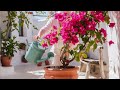 হাঁড়িতে বোগেনভিলিয়া বাড়ানো পাত্রে bougainvillea যত্ন