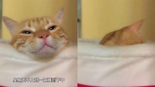 这种天气最适合睡觉#阿福是只橘猫