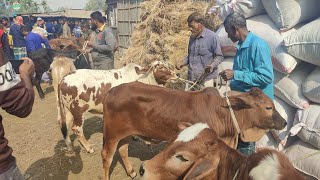 @আজ ১০ জানুয়ারি ২৫ | প্রচুর চাহিদা সম্পূন্ন শাহিওয়াল ষাঁড় বাছুর গরুর দাম | দিনাজপুর। আমবাড়ি হাট