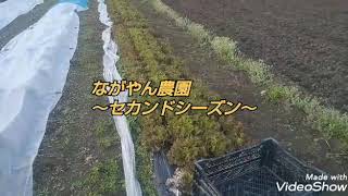 サニーレタス栽培～2つの作型決定❗️皆さんも参考にしてみて下さい🎵