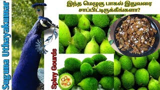 பழுவக்காய் | Goodness of Spiny Gourds | மெழுகுபாகல் | பழுபாகல் |  Teasle | Kantola | தமிழ் மயில்