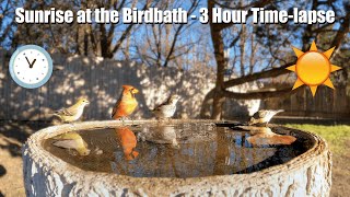 Birdbath Sunrise ☀️ 3 Hour Time Lapse