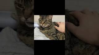 funny video 😂😂😂 The result of easily touching a ferocious cat... #cat