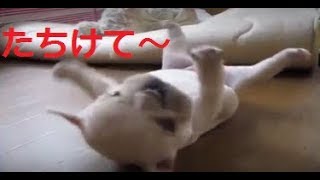 【フレンチブル】ころころすぎて起き上がれないフレンチブル【やっぱり犬が好き】