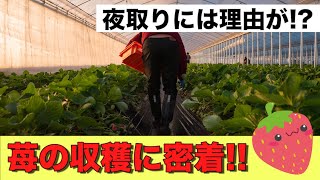 【苺の密着】京都で作る苺農家さんに収穫の極意を教えてもらいました！