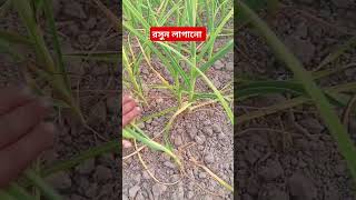 চারটা কথা আল্লাহর কাছে সবচেয়ে প্রিয় #mizanuri #shortsviral #banglawaaz #subscribe AM ABDULLAH