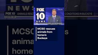 Animals rescued from Buckeye home: MCSO | FOX 10 Phoenix
