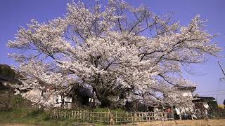 JG☆☆☆長野 素桜神社の神代桜(天然記念物) Naganao,Jindaisakura(Natural Monument)