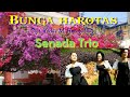 Gas lagi bossku.. bunga harotas by senada trio. panarik nai pasudahon.. @Parsaoransigiro