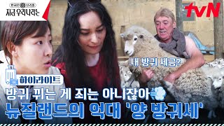 양 한 마리당 방귀세(?)가 14만 원??🐑 양 2,500만 뉴질랜드의 엄격한 환경 규제! #highlight현지인브리핑지금우리나라는 EP.12