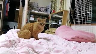 毛玉ボール　キャッチ遊び　猫動画