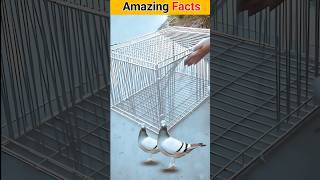 pigeon trap door #Amazing Facts #shorts #short