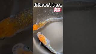 iPhone14Pro でめだかを撮影してみた