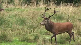 Der Hirsch mit dem hellen Haupt.   Teil 1.