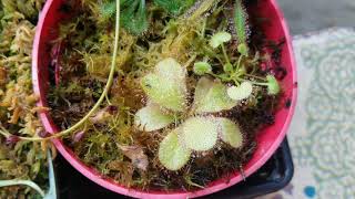 Three sisters of quensland: How to grow Drosera adalae, prolifera and schizandra