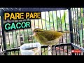 Cikrak daun | Pare pare | Blereng Gacor!!