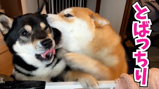 パパの帰宅に大興奮する柴犬 嬉しすぎて子犬が兄柴に ShibaInu dog