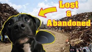 Rescuing A Starving Pitbull Who Literally Begs For Food | Dog Reunited With Owner